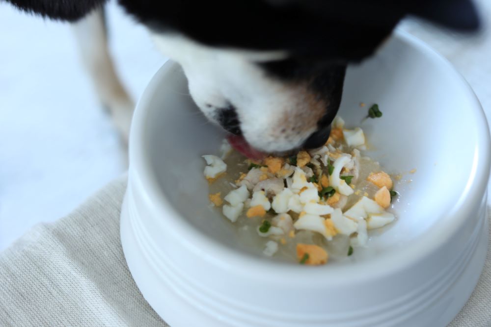 愛犬のスプラウトごはん