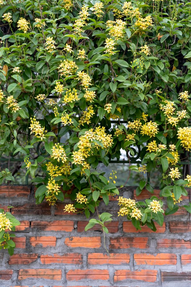 コウシュンカズラ