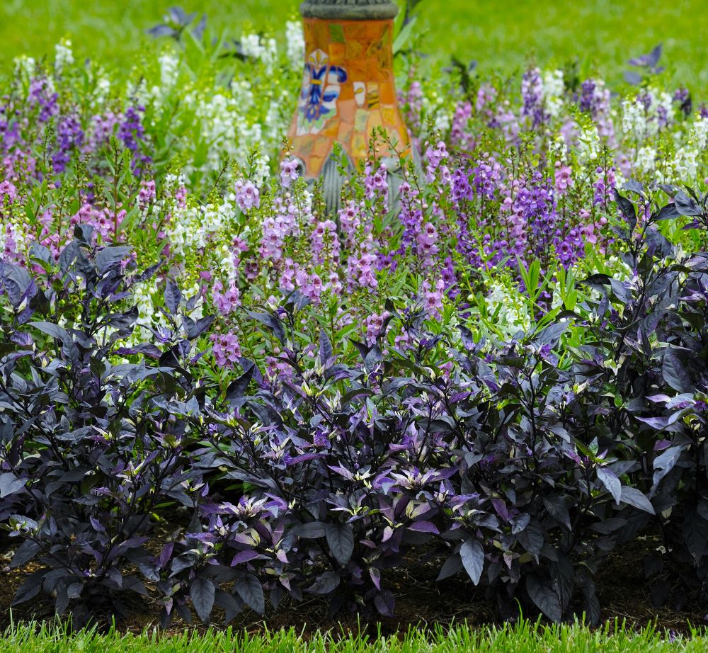 観賞用トウガラシの夏花壇