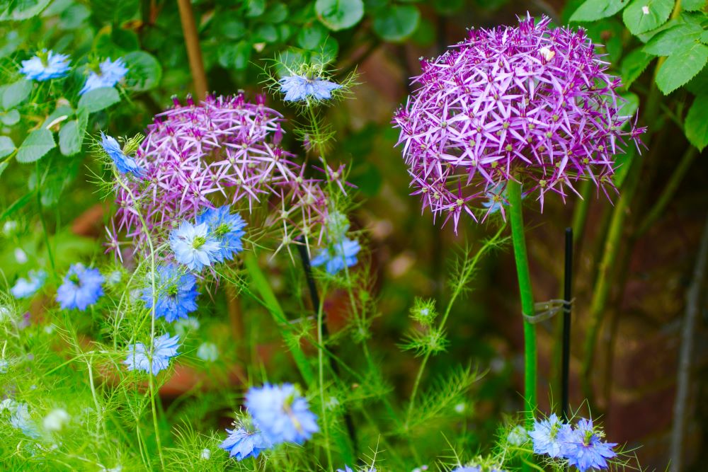 アリウム・クリストフィー(Allium christophii)