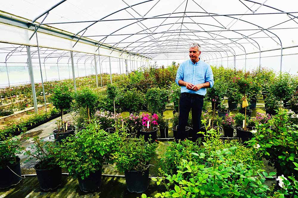 バラ育種のビニールハウス