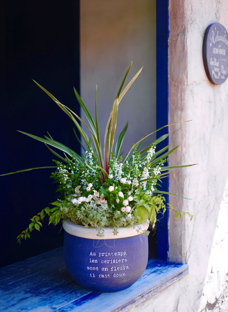 アンゲロニアの寄せ植え