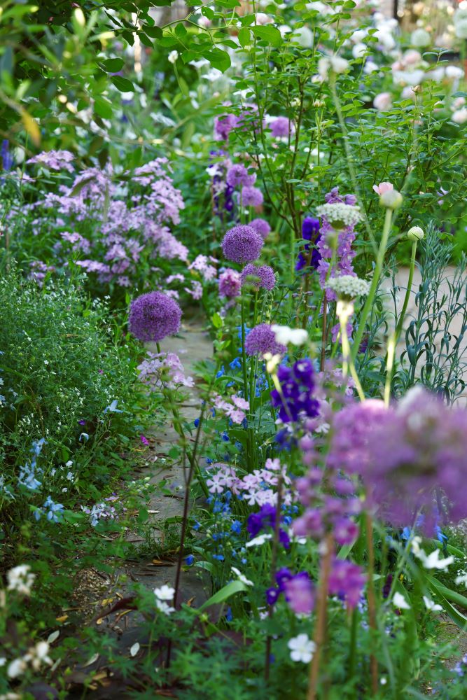 アリウム‘パープルレイン’(Allium ‘Purple Rain’)