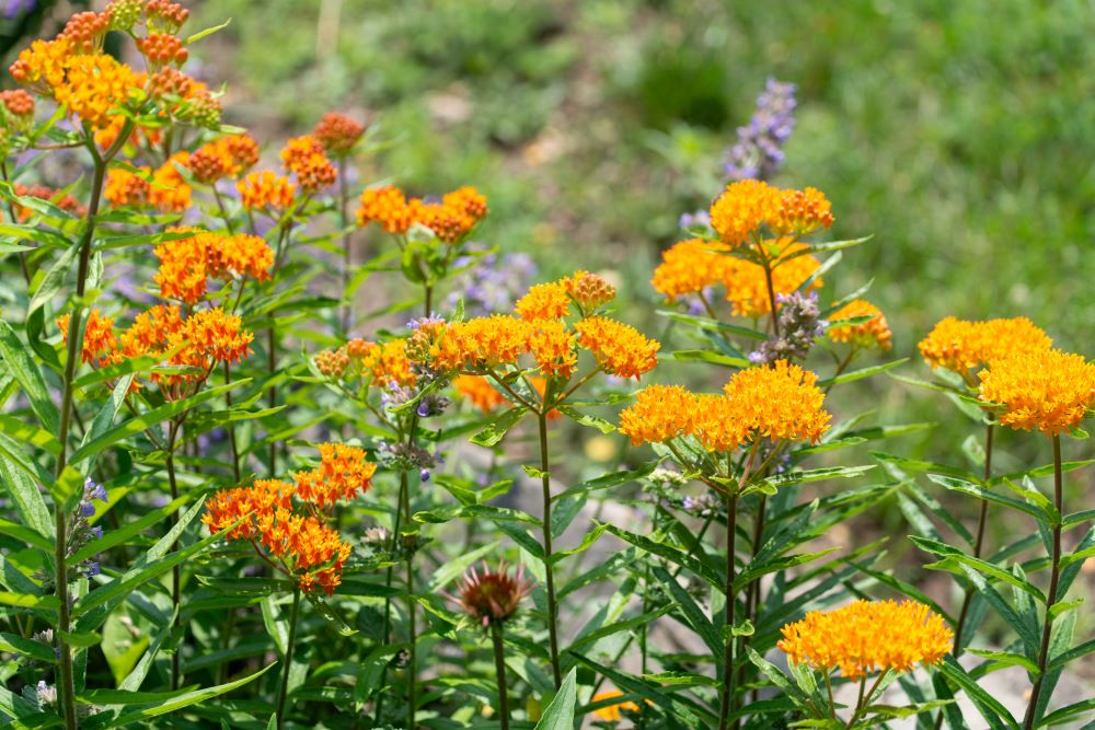 アスクレピアス・ツベロサ