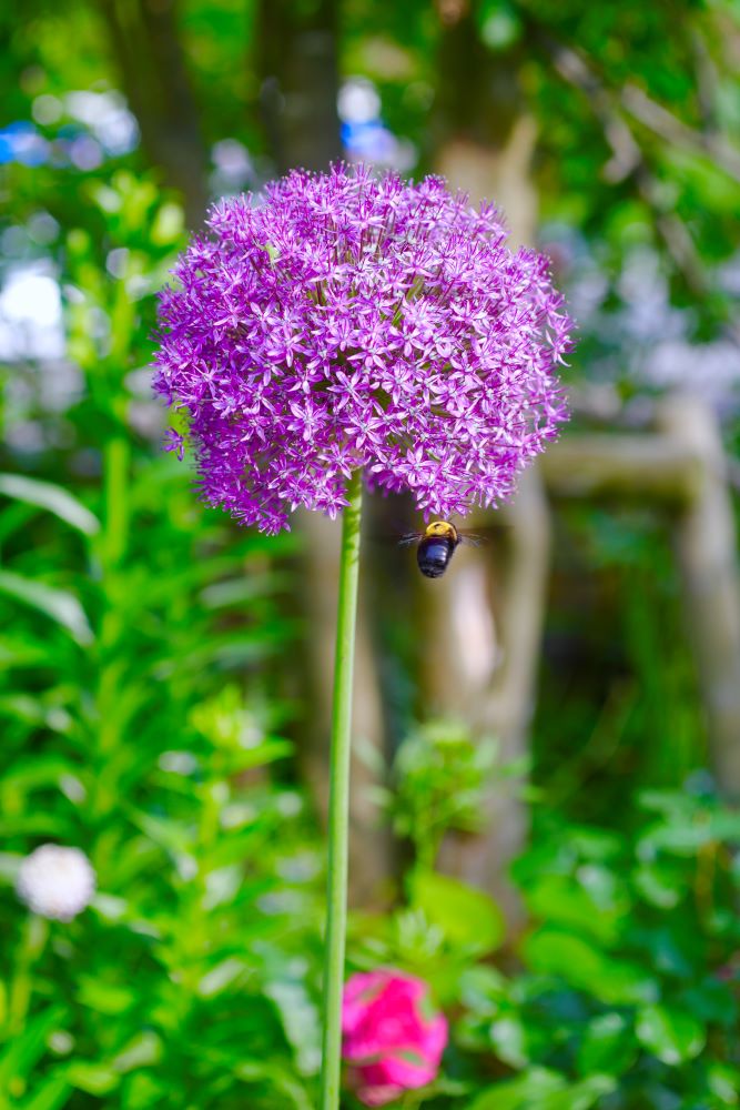 アリウム・ギガンチウム(Allium giganteum)