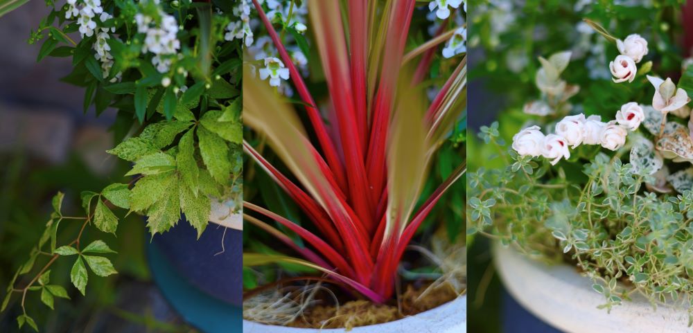 アメリカヅタ‘バリエガータ’、コルジリネ ‘マジックスター’、レモンタイム