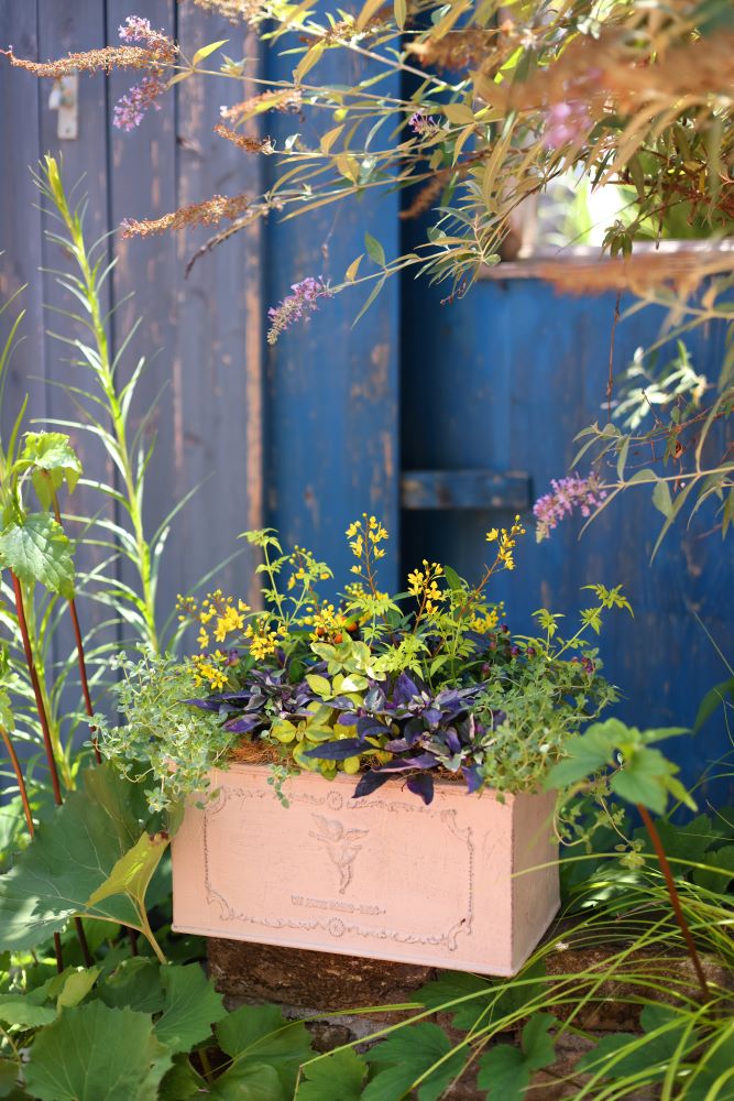 観賞用トウガラシの寄せ植え