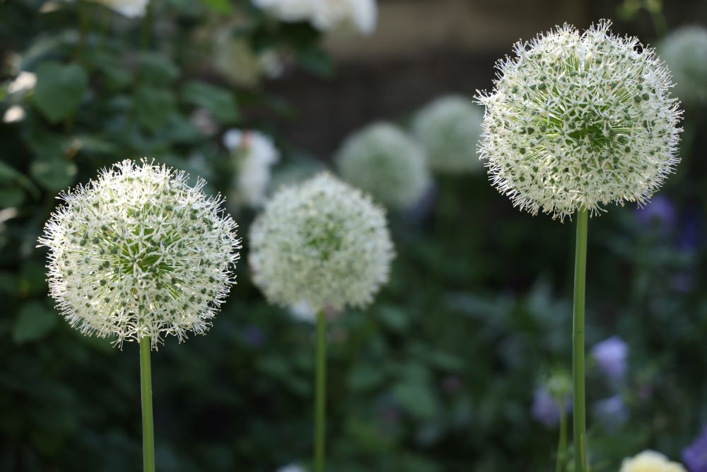 アリウム‘マウントエベレスト’(Allium ‘Mount Everest’)