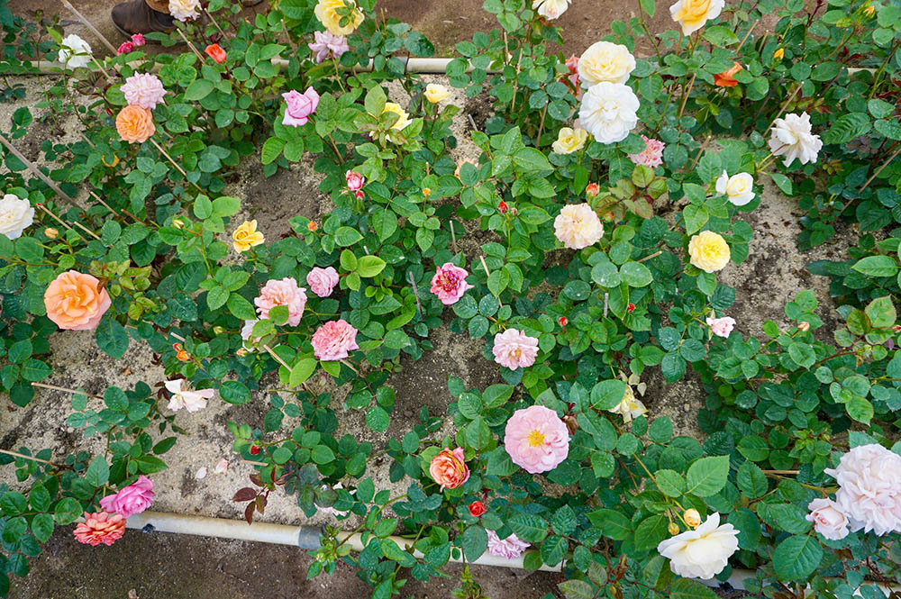 同じ両親を持つバラ