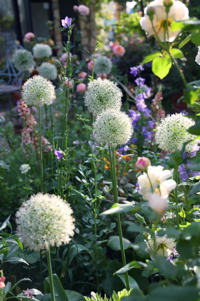 アリウム‘ホワイトジャイアント’(Allium ‘White Giant’)