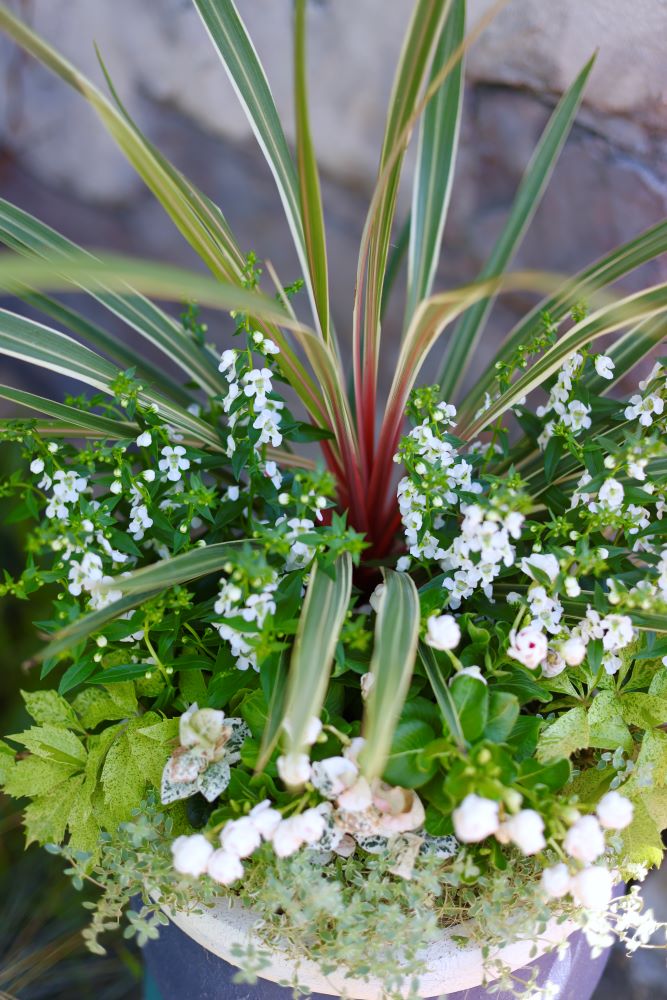 寄せ植えのコツ