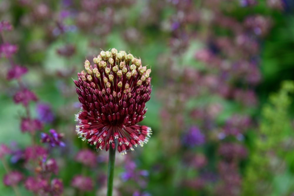 アリウム‘レッドモヒカン’(Allium ‘Red Mohican’)