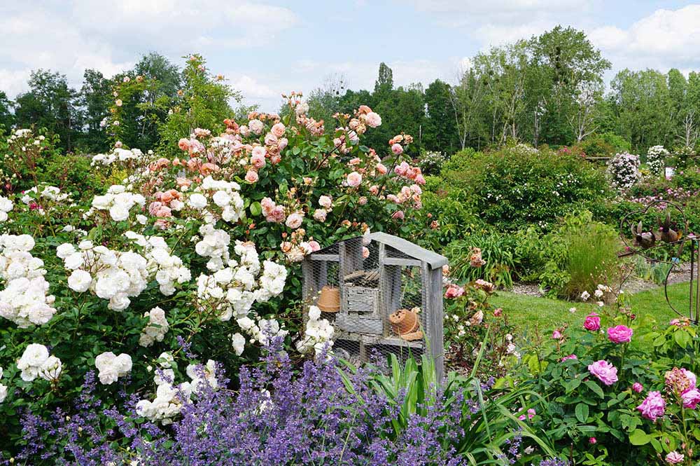 アンドレ・エヴのバラ園