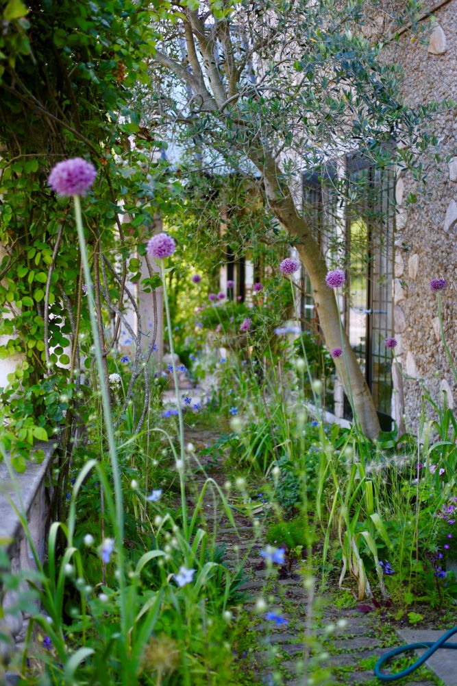 アリウム‘サマードラマー’(Allium ‘Summer Drummer’)