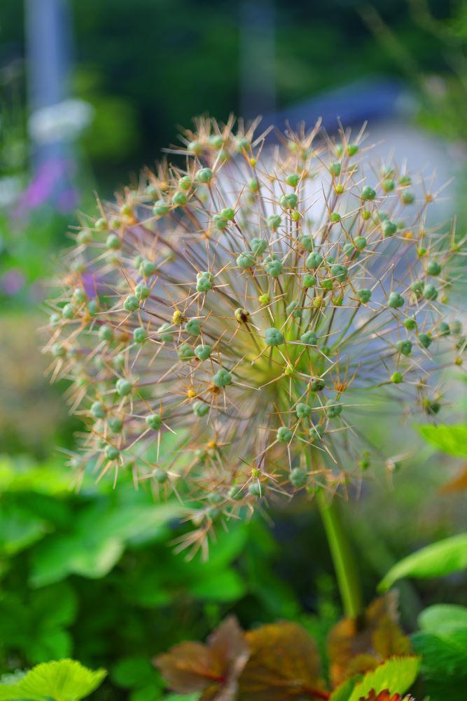 アリウム‘クリストフィー’のタネ姿