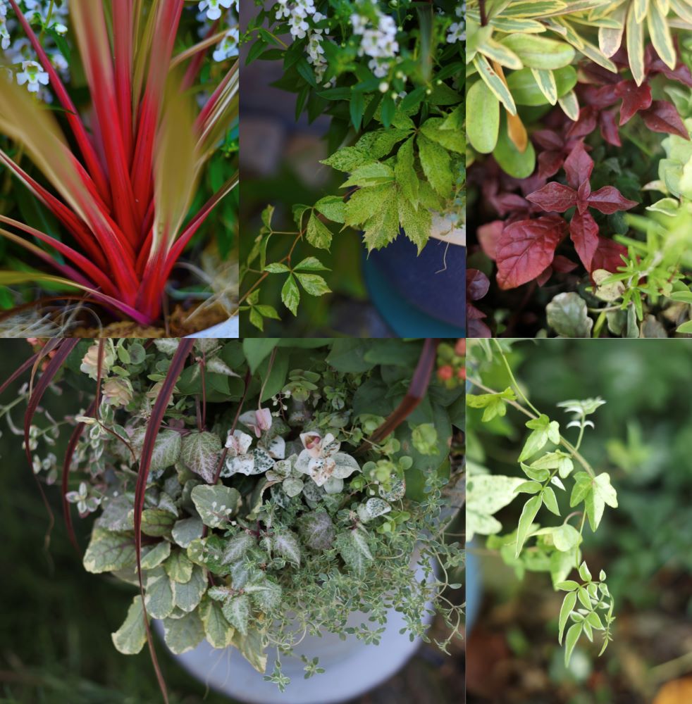 夏の寄せ植えのリーフ
