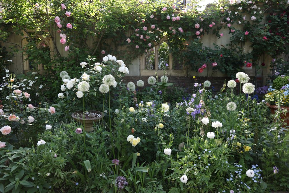 アリウム‘ホワイトジャイアント’