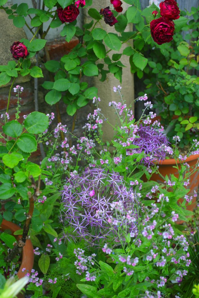 アリウム‘クリストフィー’×バラ‘スーブニール・ドゥ・ドクトル・ジャメイン’ ×シノグロッサム