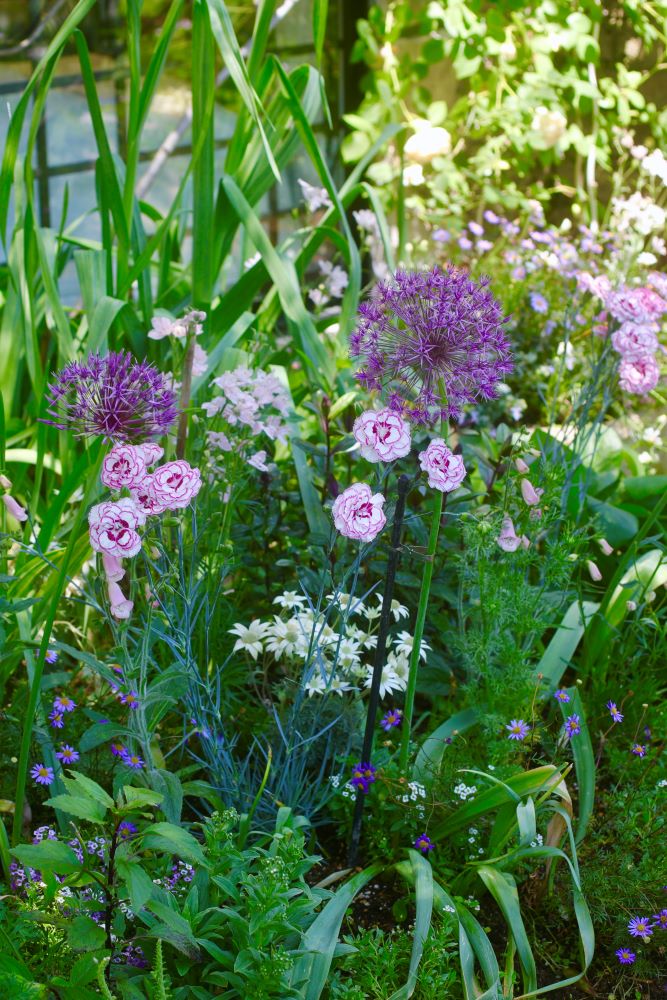 アリウム‘クリストフィー’ ×ダイアンサス‘グランズフェイバリット’