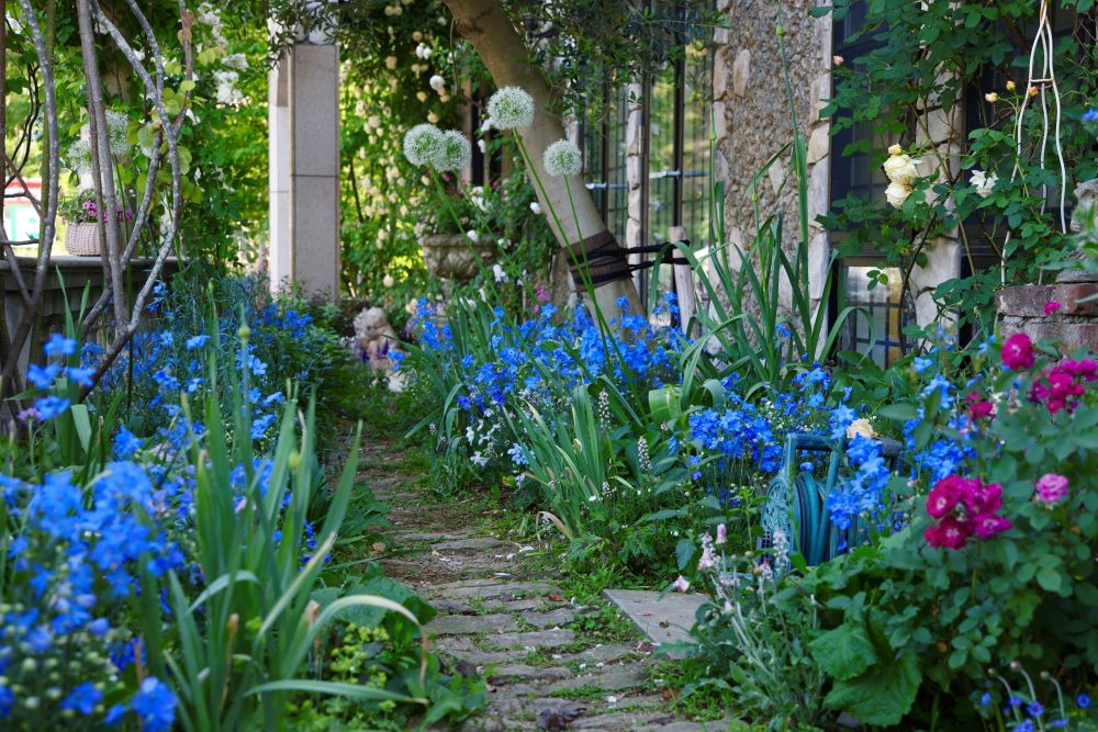 アリウム‘マウントエベレスト’ ×デルフィニウム‘チアブルー’