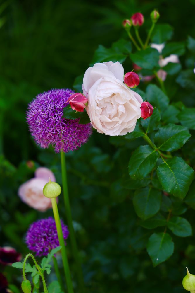 アリウム‘パープルレイン’ ×バラ‘プリュム’