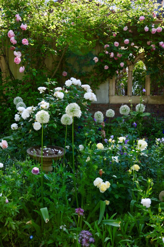 アリウム‘ホワイトジャイアント’ ×バラ‘ウインチェスターキャシードラル’ ×バラ‘ヴァネッサ ベル’