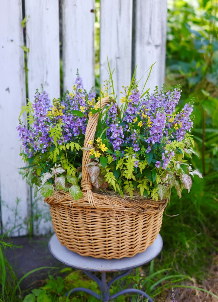 アンゲロニアの寄せ植え