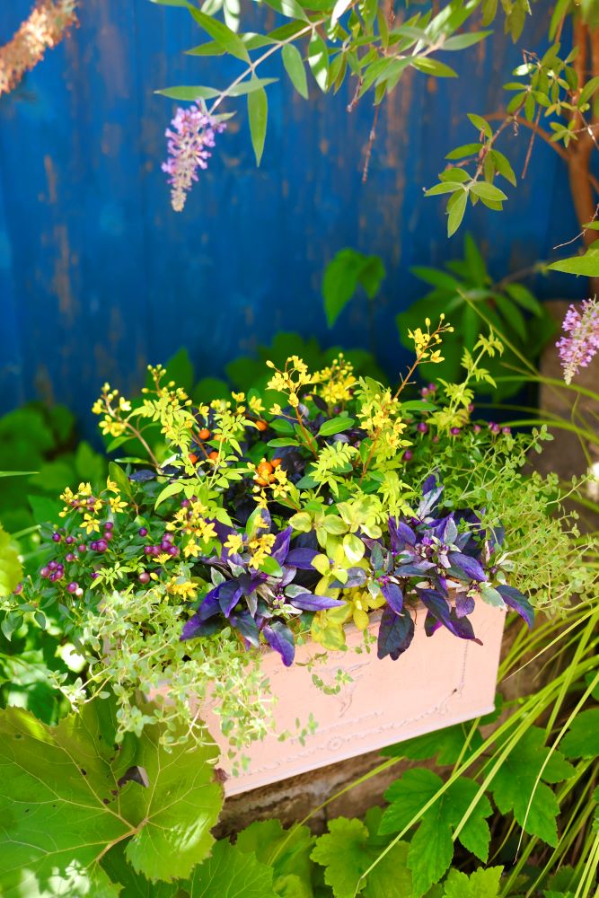 観賞用トウガラシの寄せ植え