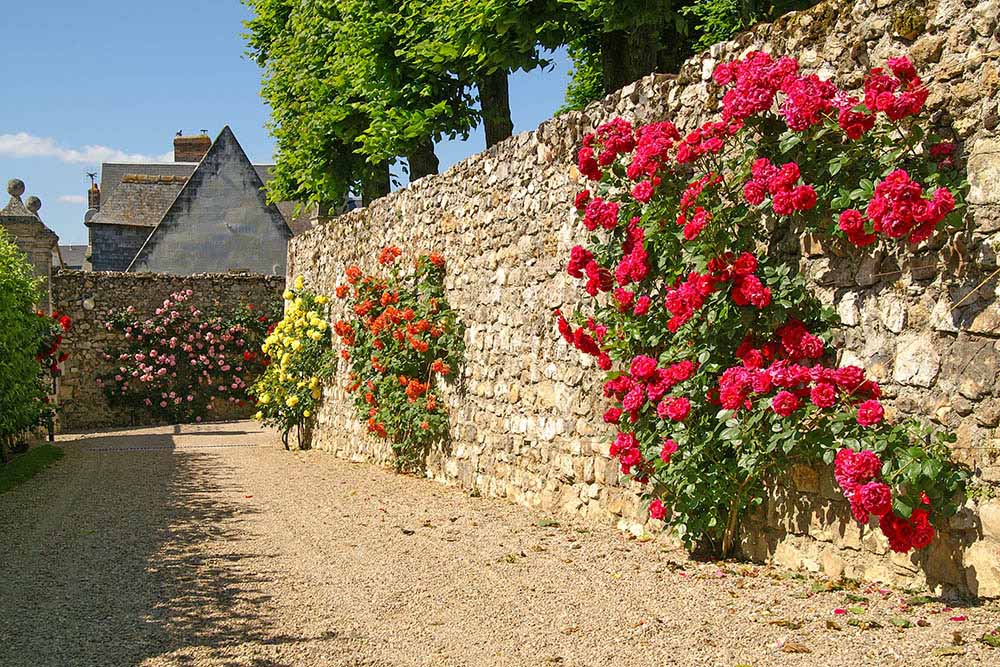 ロワレのバラ街道