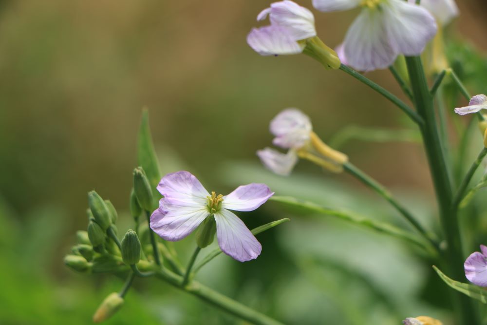 ラディッシュの花