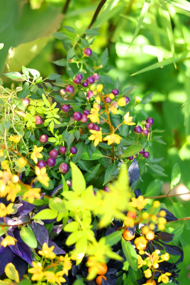 観賞用トウガラシ