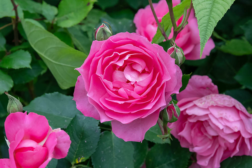 バラ’シルヴィ・ヴァンタン’