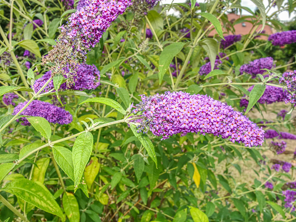 ブッドレア・ダビディー　Buddleja davidii