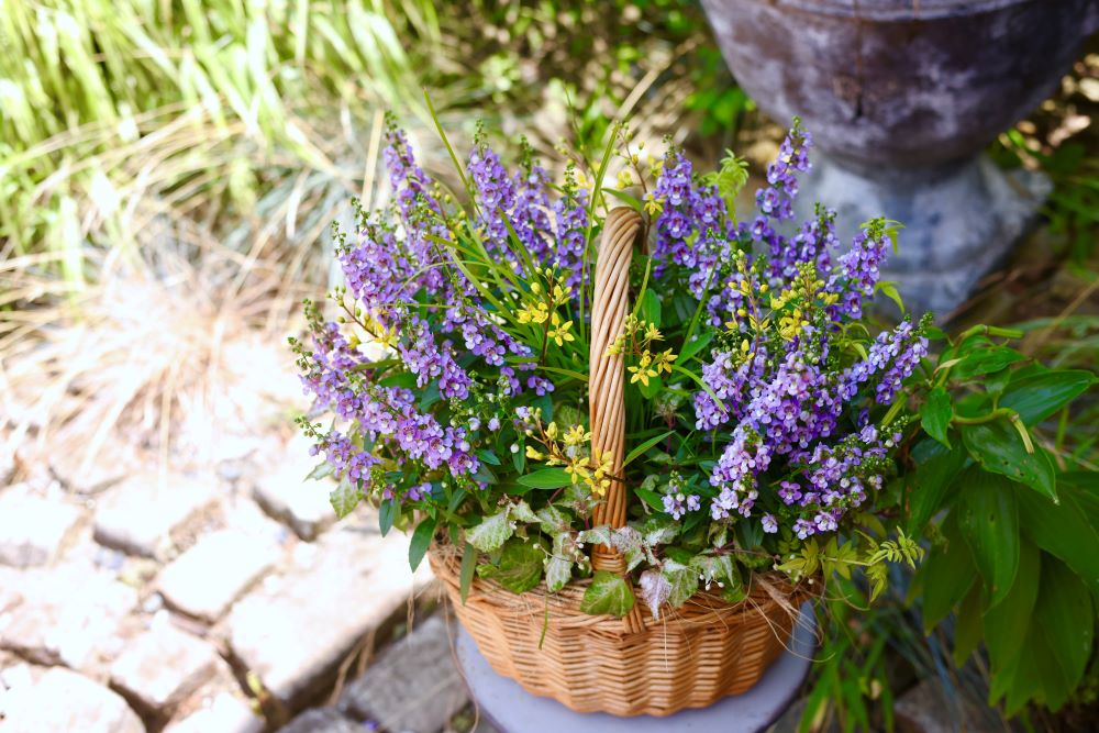 ラウンド型の寄せ植え
