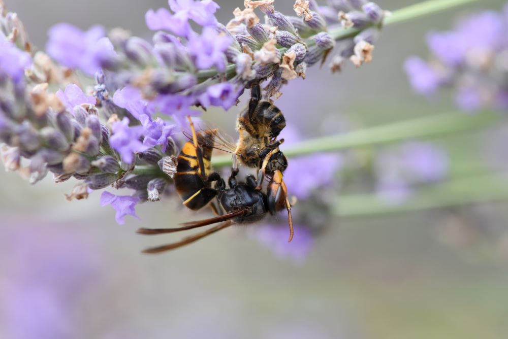 ミツバチを襲うスズメバチ