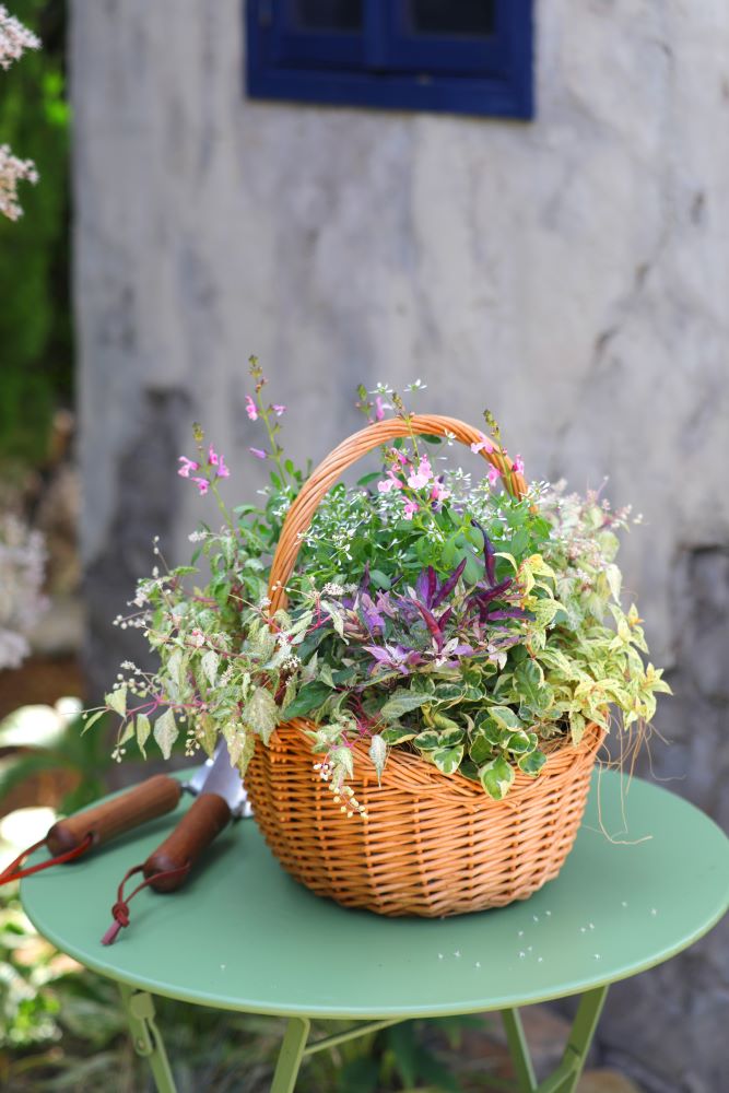 観賞用トウガラシのバスケット寄せ植え
