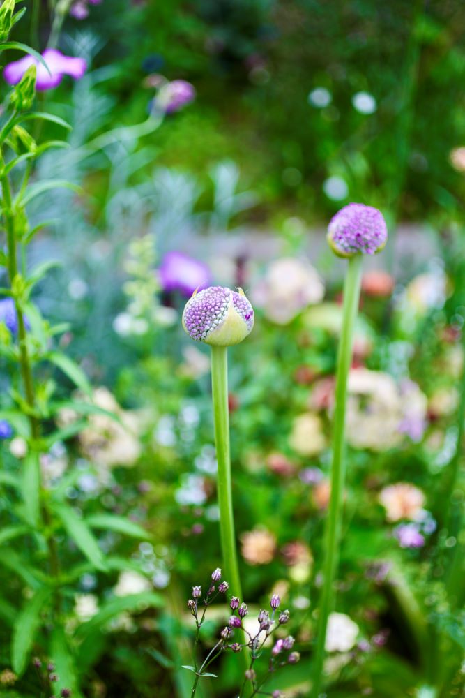 アリウムのつぼみ