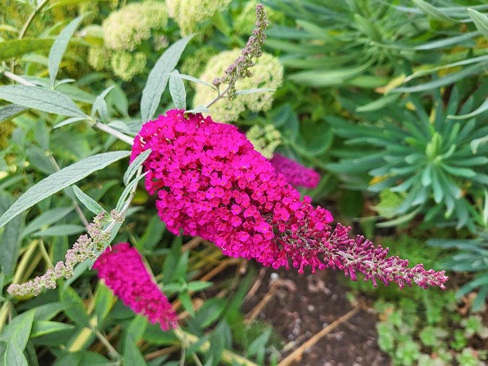  ‘ロイヤルレッド’　 Buddleja davidii ‘Royal Red'　