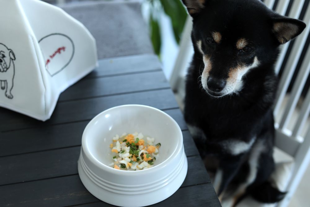 犬とスプラウト