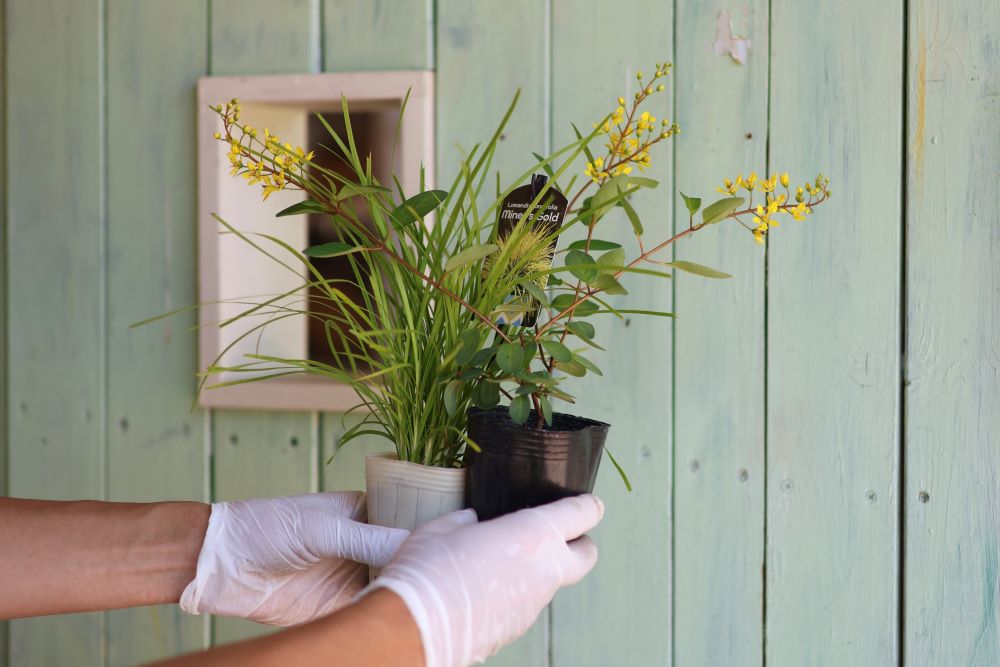 寄せ植えのコツ