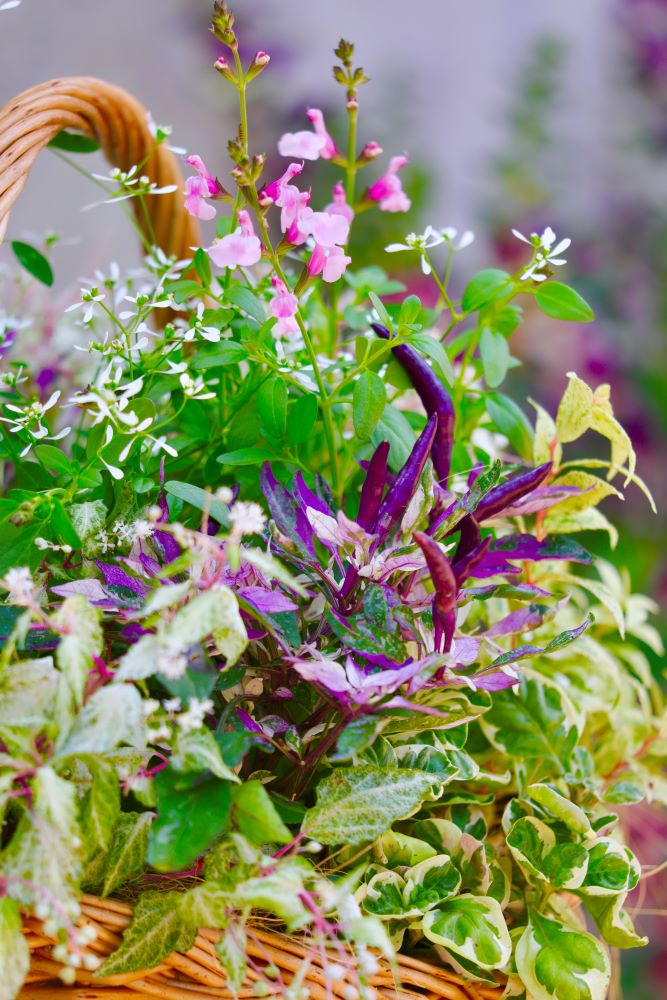 観賞用トウガラシの寄せ植え