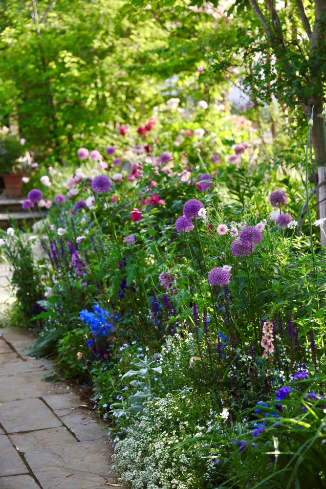 アリウムの植栽のコツ
