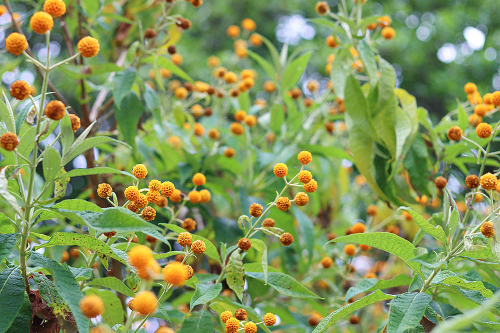 ブッドレア・グロボーサ　Buddleja globosa