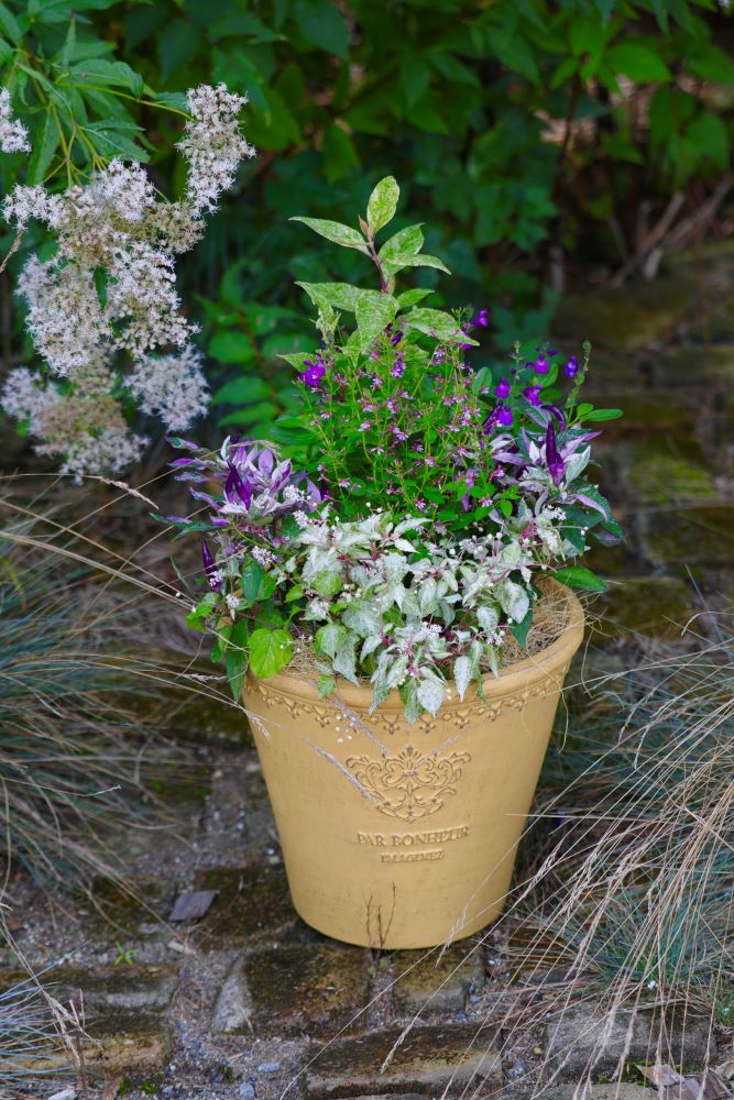 観葉植物 斑入り トウガラシ♡寄植えにも！！ 観賞用トウガラシ「パープルフラッシュ」寄せ植えのアクセントに