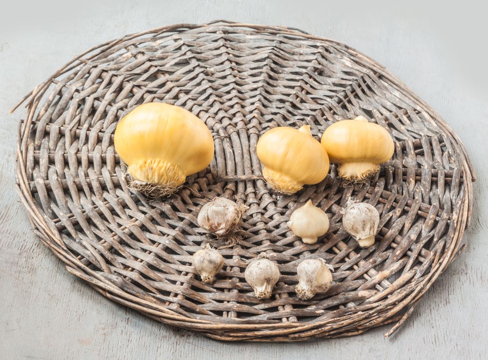 アリウムの球根