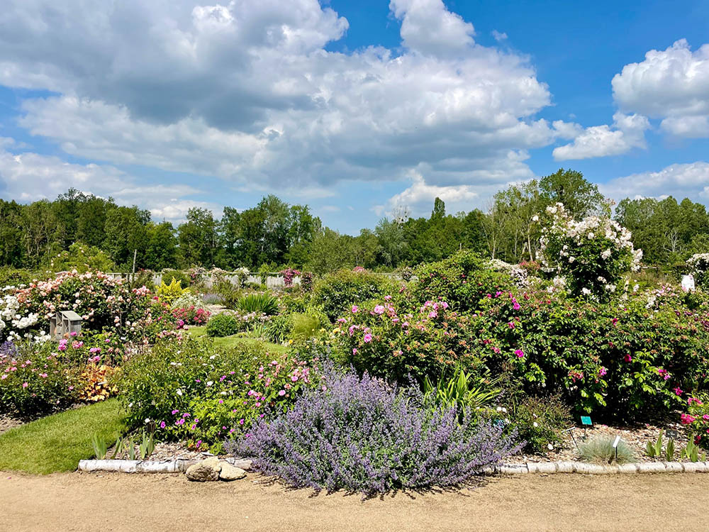 アンドレ・エヴのバラ園
