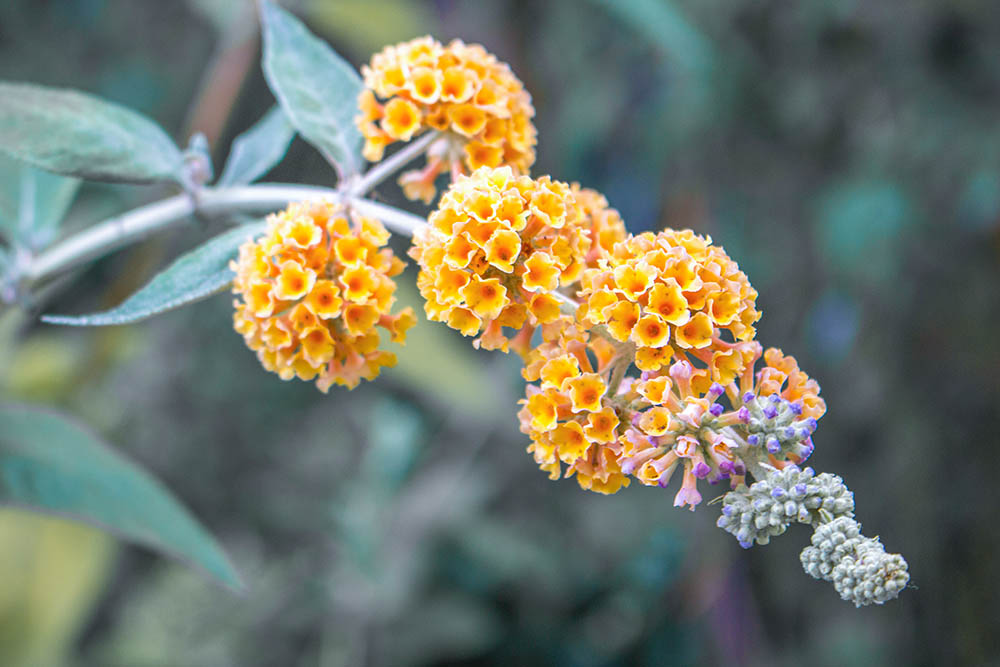 ‘サンゴールド　Buddleja x weyeriana ‘Sungold’ 