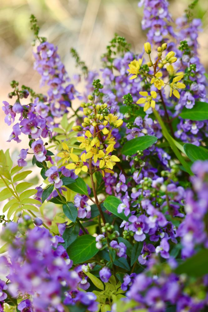 アンゲロニアとコウシュンカズラ