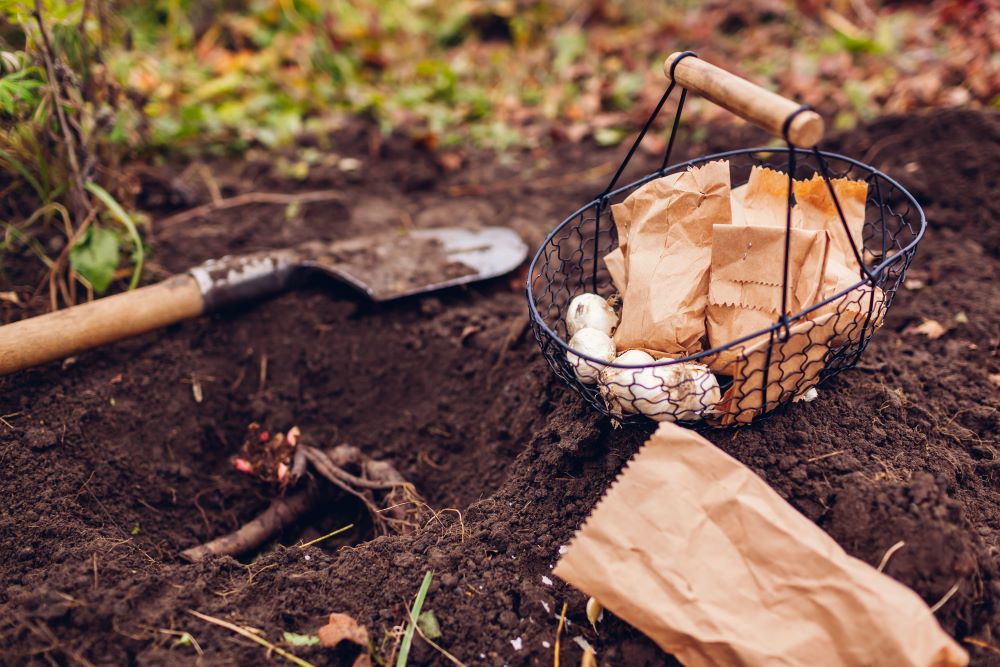 アリウムの植え付け