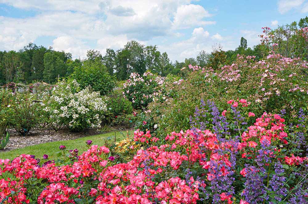 アンドレ・エヴのバラ園